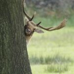 Helen-Cherry-One-Eyed-Peeper-copy[1]