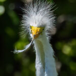 Mary-Hulshouser_Great-Egret-Fun-copy[1]