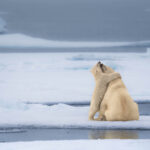 Michael-Stavrakakis_Bear-Hug-copy[1]