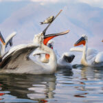 Oli-Konecna_Juggling-pelican-copy[1]