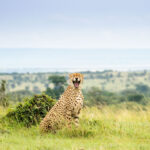 Udara-Pathminda_Laughing-Cheetah-copy[1]