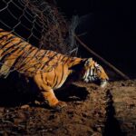 csm_Yashpal_fence-2_93340eba5c[1]