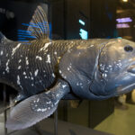 coelacanth[1]