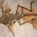 dino-fossils[1]
