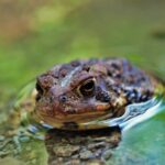 Close up view of a frog in the water