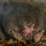 Star-nosed Mole