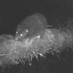 Woolly-Rat-Camera[1]
