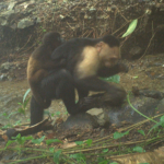 capuchin-carrying-howler[1]