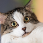 Kediniz Muhtemelen Kokunuzu Biliyor