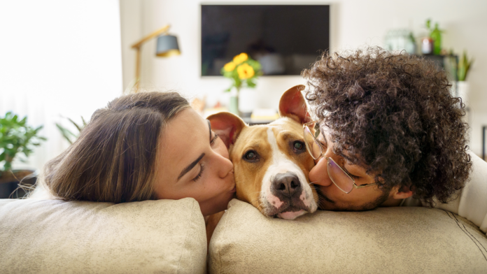 Birleşik Devletler'deki hanelerin yaklaşık yüzde 66'sında en az bir köpek bulunuyor. Görüntü: Vera Vita, Getty Images aracılığıyla