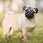 Köpekler Neden Kaka Yer? Bir Köpek Bilimci Açıklıyor