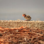 Story Of The Baby Chipping Sparrow