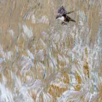 k1_1_konrad_wothe_wasseramsel_im_habitat