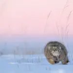 k2_5_beate_oswald_grumpy_cat