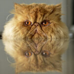 View of cat with reflecting on table