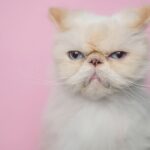 Close-up portrait of white cat against pink background,Monte Alegre do Sul,Brazil
