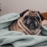 Senior pug dog wrapped on blanket and relaxing on the bed at home.