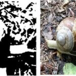 snail-puzzle[1]