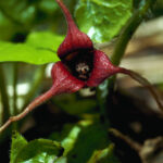 Wild Ginger in Flower