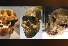 Dişlerimiz Yediklerimize Göre Evrimleşmiş