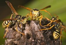 Eski Nükleer Silah Test Bölgesinde Radyoaktif Arı Yuvası Bulundu