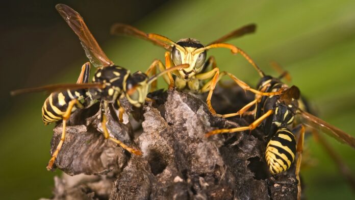 Wasps Polistes bischoffi ( Weyrauch, 1937 )