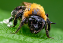 Arıların Binlerce Gözü Var