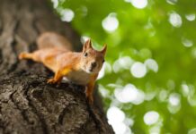 ‘Saldıran Sincap’ İki Kişiyi Hastanelik Etti
