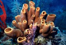 Deniz Süngerleri Dünya’nın Yaşayan İlk Canlıları Olabilir