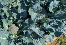 Yeni Melez Brokoli Soğuk İklimlerde Yetişebiliyor