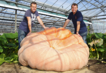 Dev Balkabağı Yetiştiricileri, Dünya Hakimiyeti İçin Yarışıyor