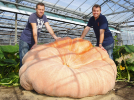 Dev Balkabağı Yetiştiricileri Dünya Hakimiyeti İçin Yarışıyor